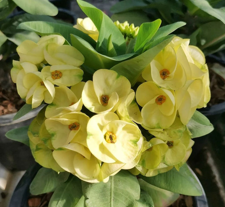 Light Yellow Succulent Flower Seeds for Planting – Heirloom, Non-GMO, Perfect for Borders, High Germination