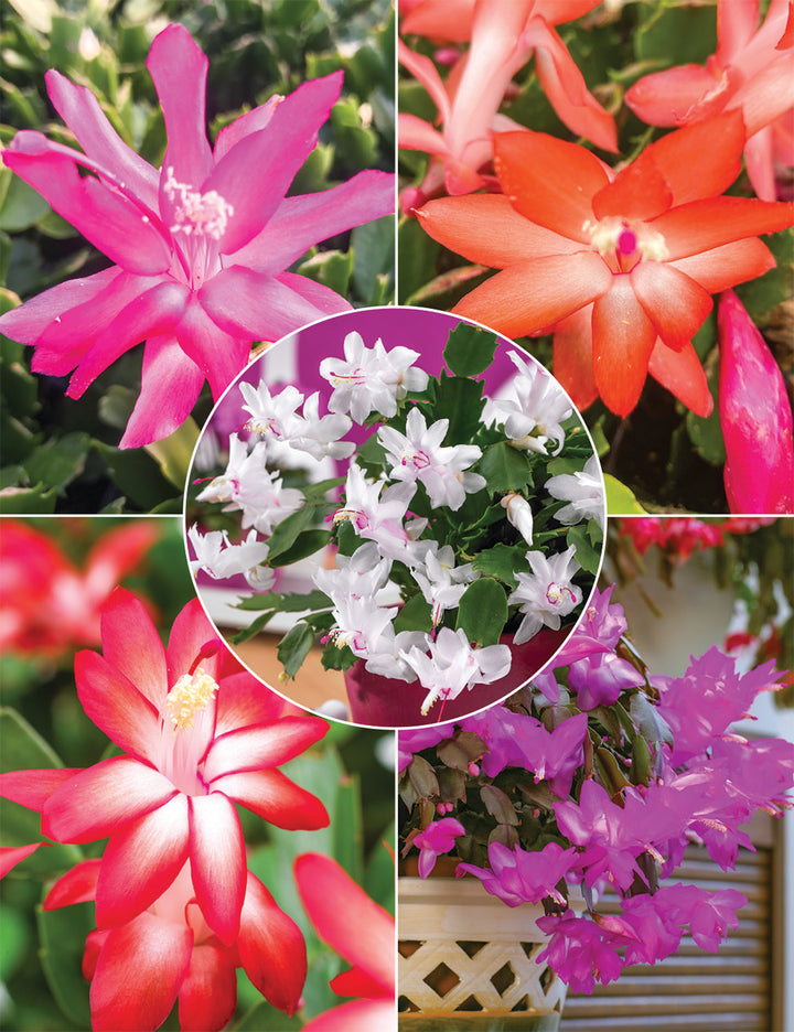 Rainbow Schlumbergera Zygocactus Seeds for Planting – Heirloom, Non-GMO, High Germination Organic Garden Seeds