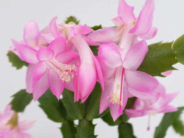 Pink White Schlumbergera Flower Seeds for Planting – Sun Loving, Heirloom, Non-GMO Home Garden Seeds