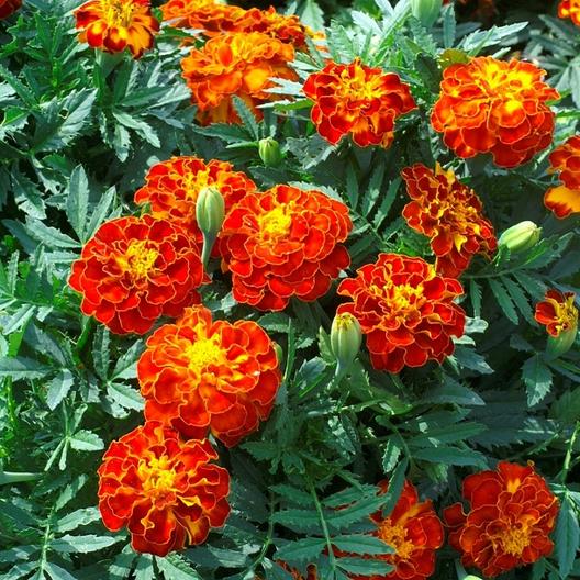 Red Yellow Marigold Flower Seeds for Planting – Heirloom, Non-GMO, High Germination Organic Garden Seeds