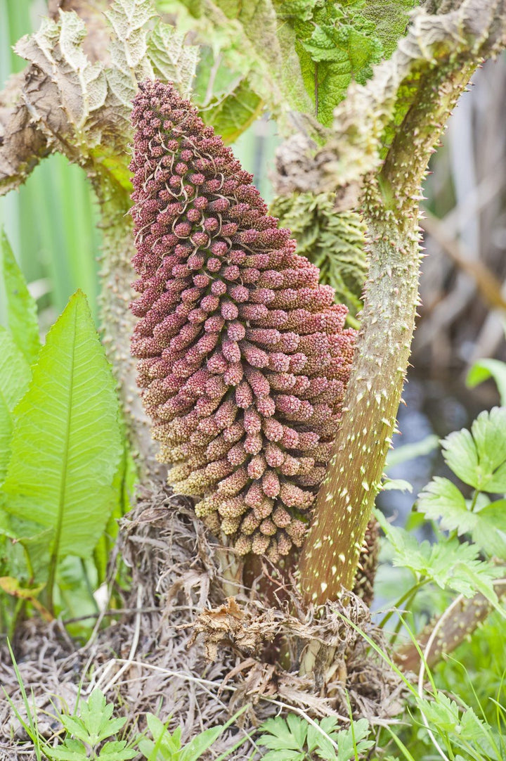 Giant Gunnera Manicata Flower Seeds for Planting – Heirloom, Non-GMO, High Germination Organic Garden Seeds