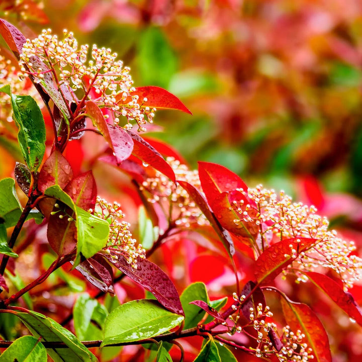 Red Photinia Flower Seeds for Planting – Heirloom Non-GMO, High Germination Organic Garden Seeds