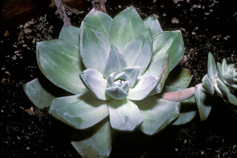 Dudleya Farinosa Succulent Seeds for Planting – Heirloom, Non-GMO, High Germination, Easy to Grow