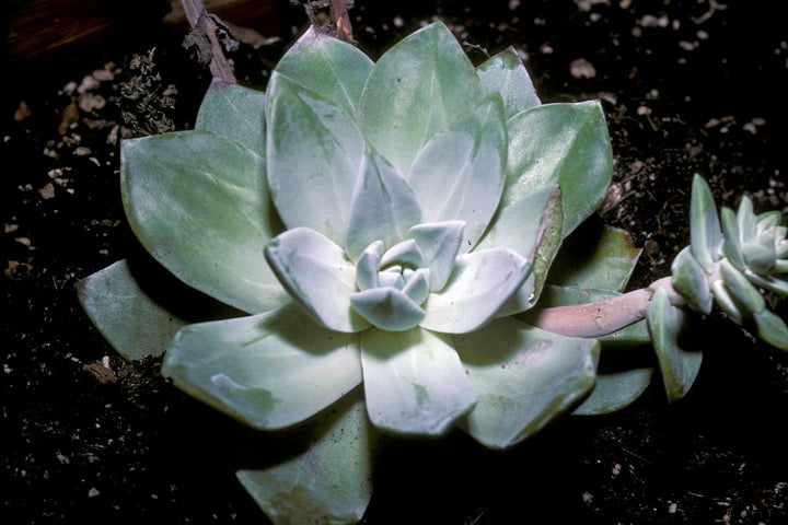 Dudleya Farinosa Succulent Seeds for Planting – Heirloom, Non-GMO, High Germination, Easy to Grow