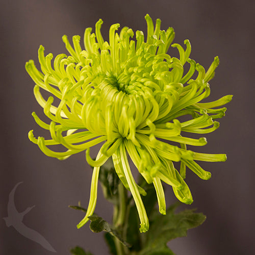Green Spider Chrysanthemum Flower Seeds for Planting – Heirloom, Non-GMO, High Germination Organic Garden Seeds