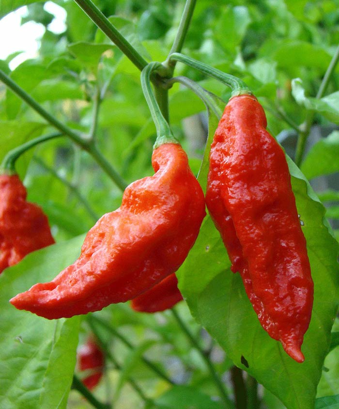 Ghost Pepper Seeds for Planting – Heirloom, Non-GMO, Extremely Hot Chili Peppers – High Germination