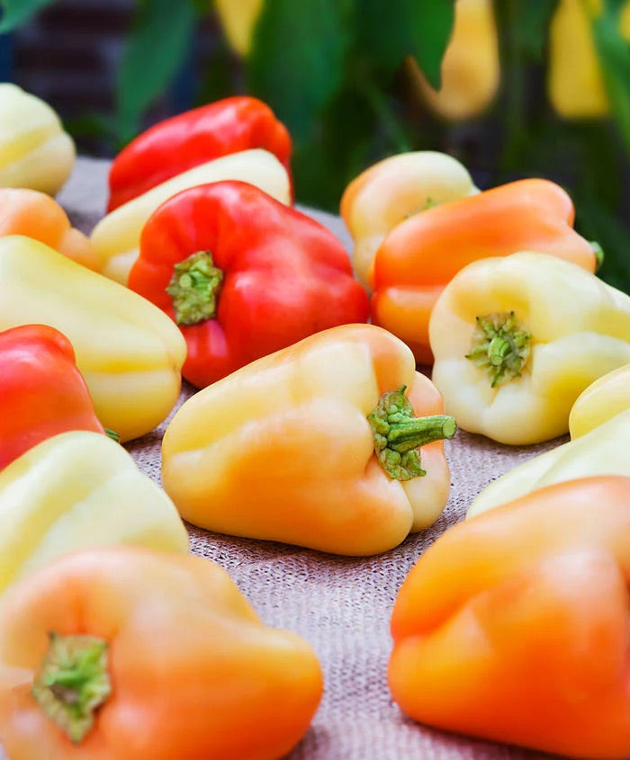 Sweet Gypsy Pepper Seeds for Planting – Heirloom, Non-GMO, Mild Flavor – High Germination