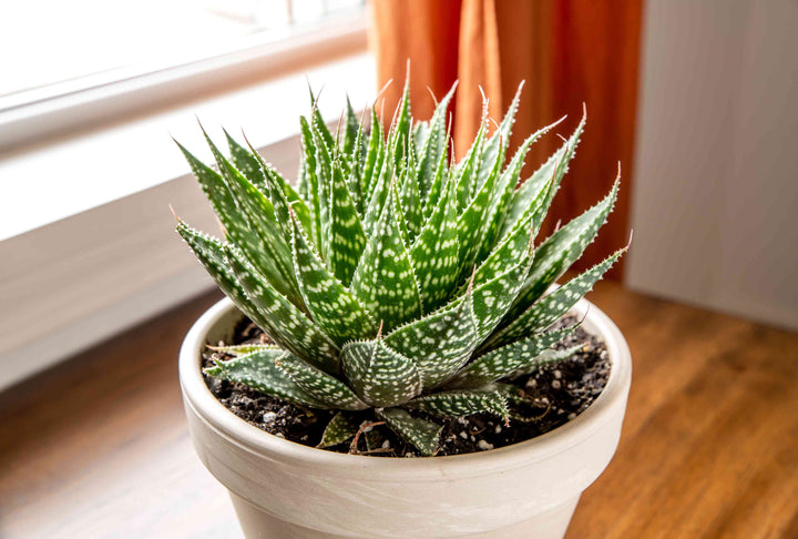 Dark Green and White Aloe Vera Herb Seeds – Heirloom, Non-GMO Edible Aloe for Indoor & Outdoor Planting