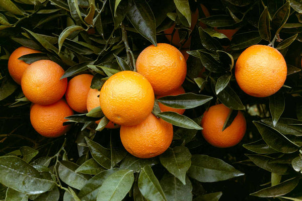 Yellow-Orange fruit seeds for planting - Heirloom & Non-GMO Garden seeds