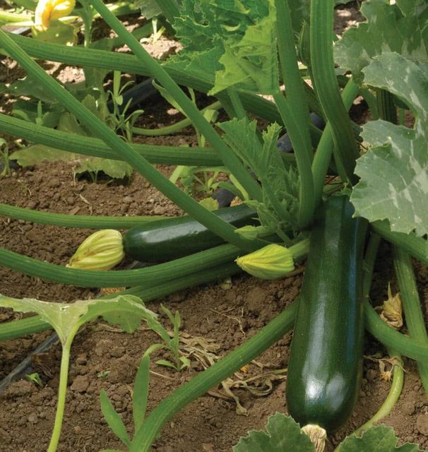 Zucchini Seeds for Planting – Heirloom, Non-GMO, Fast-Growing Summer Vegetable – High Germination