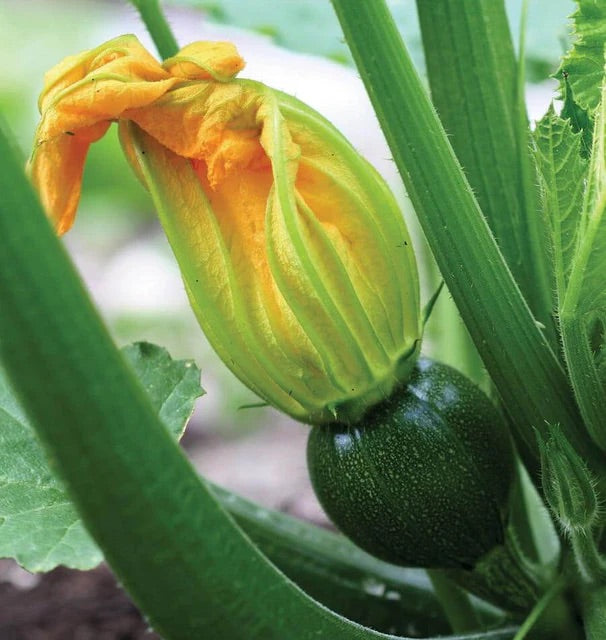 Eight Ball Squash Seeds for Planting – Heirloom, Non-GMO, Round Summer Vegetable – High Germination