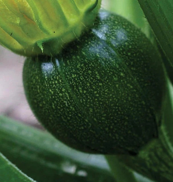 Eight Ball Squash Seeds for Planting – Heirloom, Non-GMO, Round Summer Vegetable – High Germination