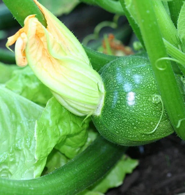 Eight Ball Squash Seeds for Planting – Heirloom, Non-GMO, Round Summer Vegetable – High Germination