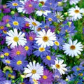 Mixed Brachyscome Flower Seeds for Planting – Drought Tolerant, Heirloom, Non-GMO, High Germination Organic Garden Seeds
