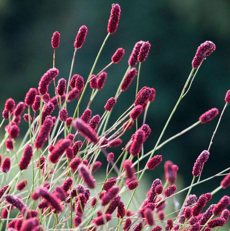 Red Sanguisorba Officinalis Herb Seeds for Planting – Heirloom, Non-GMO Seeds for Lush Garden Growth