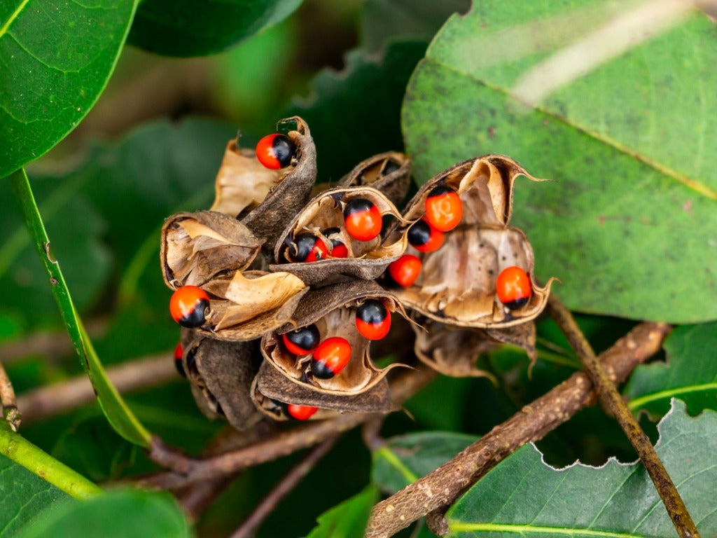 Rosary Pea Plant Seeds for Planting – Heirloom Non-GMO Ornamental Climbing Garden Seeds with High Germination