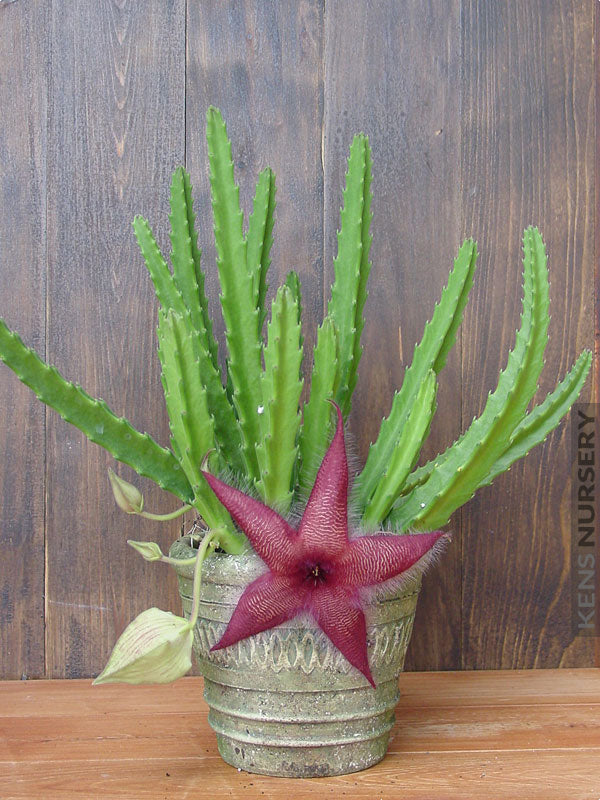 Burgundy Stapelia Seeds for Planting – Heirloom, Non-GMO, Fragrant Blossoms, High Germination
