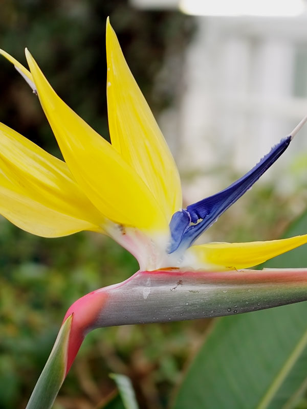 Yellow Strelitzia Reginae Flower Seeds for Planting – Bright Blooms, Heirloom & Non-GMO Home Garden