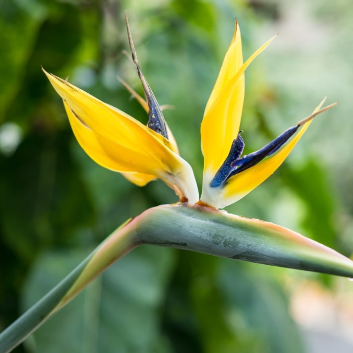 Yellow Strelitzia Reginae Flower Seeds for Planting – Bright Blooms, Heirloom & Non-GMO Home Garden