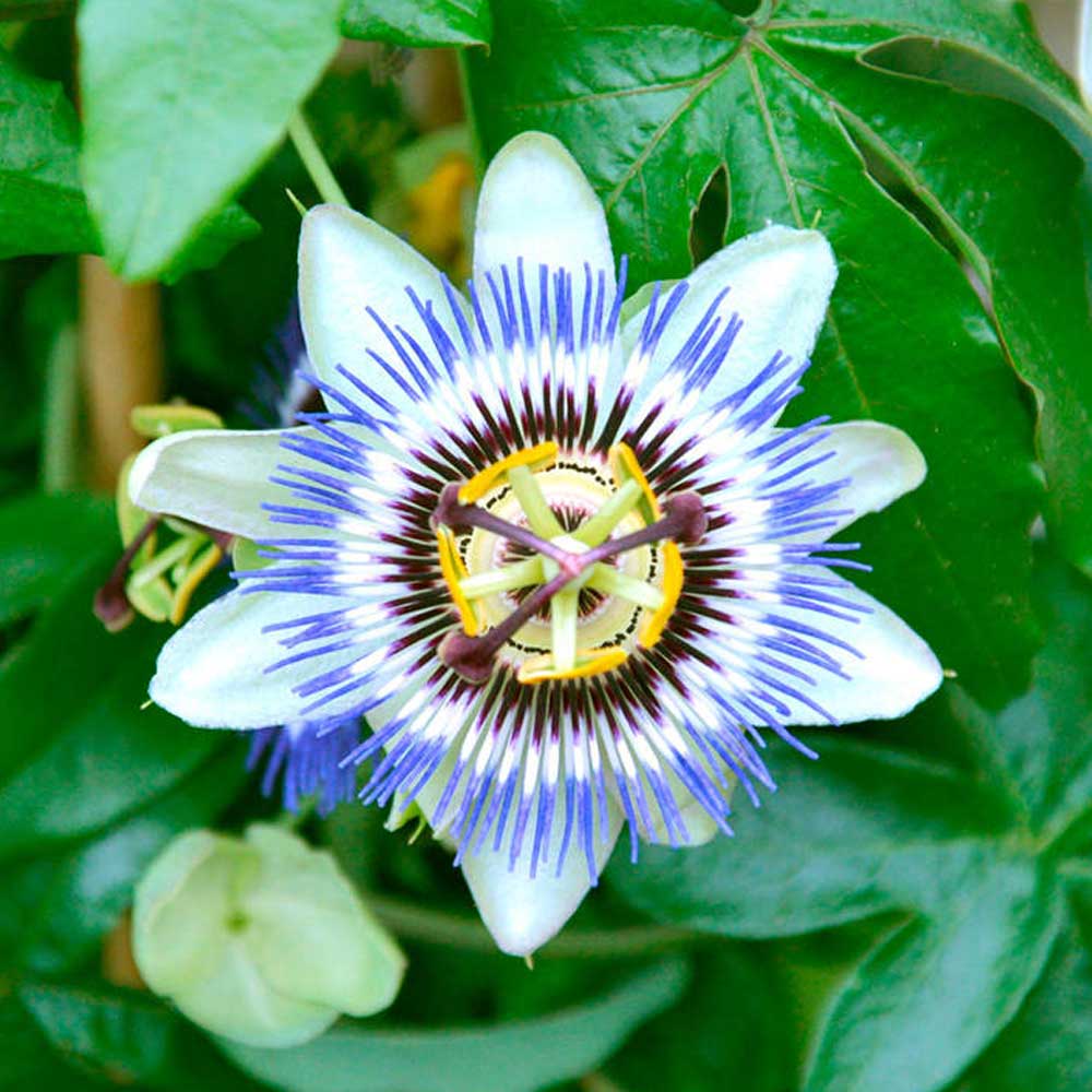 Sky Blue White Passion Flower Seeds for Planting – Fragrant Blossoms, Heirloom &amp; Non-GMO Garden Seeds