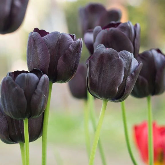 Black Tulip Flower Seeds for Planting Heirloom Non-GMO High Germination Organic Garden Seeds