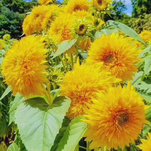 Flower Seeds, Seeds,Seeds For Planting,Plant Seeds