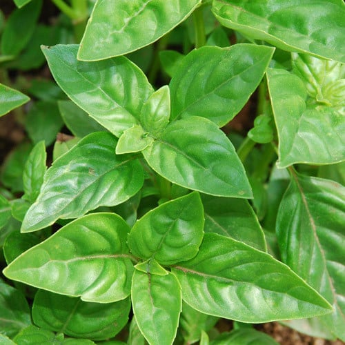 Genovese Basil Herb Seeds for Planting – Heirloom, Non-GMO Flavorful Seeds for Culinary Gardens