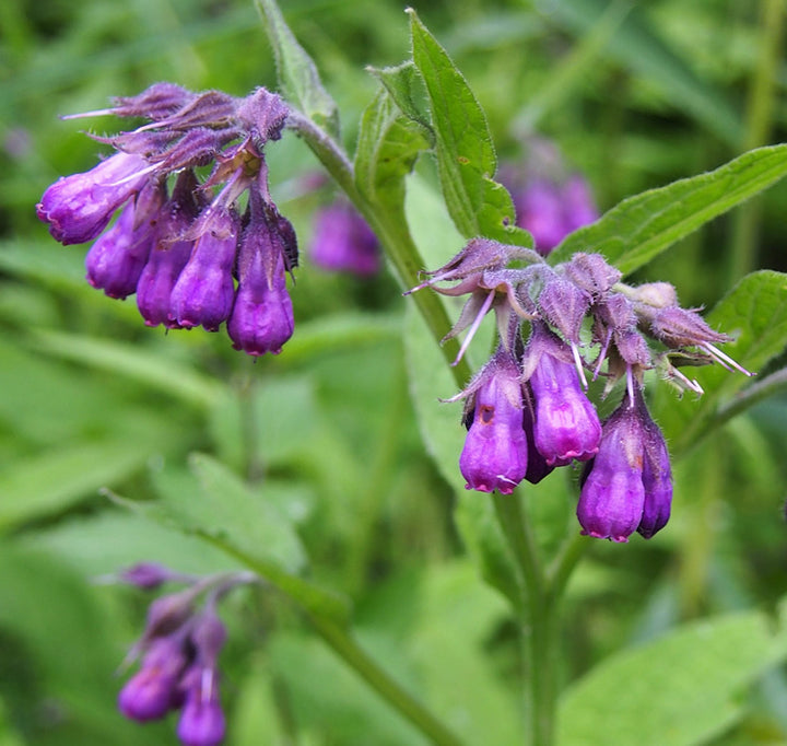 Comfrey Flower Seeds for Planting – Heirloom, Non-GMO, Long Bloom Season, Organic Garden Seeds