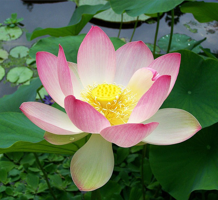Pink Sacred Lotus Seeds (Nelumbo Nucifera) for Planting – Heirloom & Non-GMO Aquatic Flower Seeds