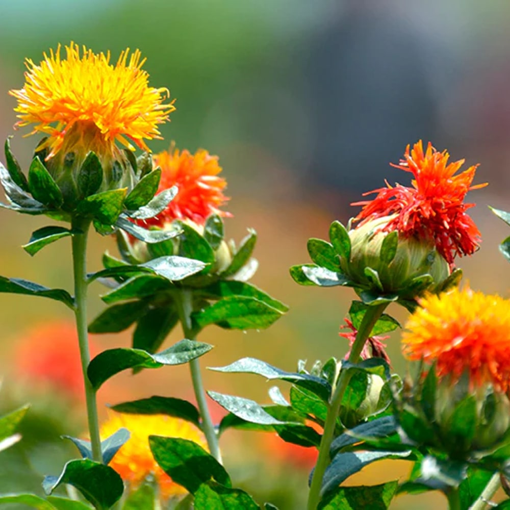 Mixed Carthamus Flower Seeds for Planting – Vibrant Safflower Varieties for Garden & Landscaping