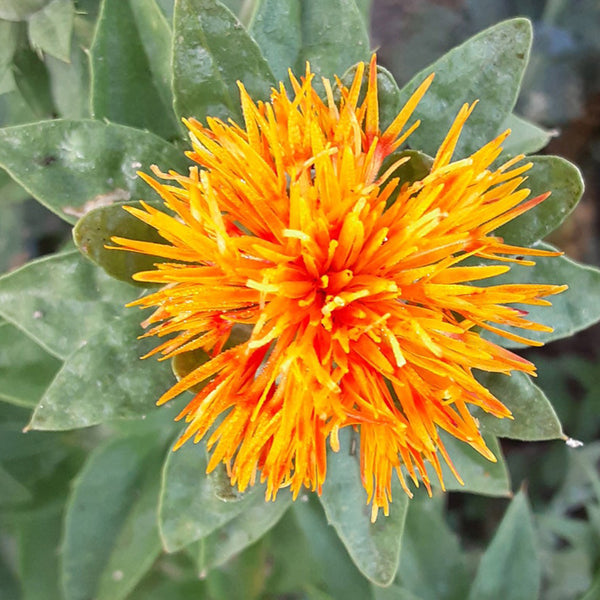 Flower Seeds, Seeds,Seeds For Planting,Plant Seeds