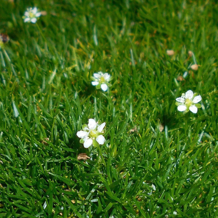 Irish Moss Flower Seeds for Planting – Heirloom, Non-GMO, High Germination Organic Garden Seeds