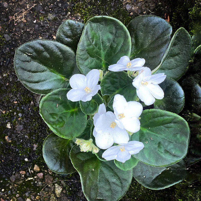 White Saintpaulia Flower Seeds for Planting – Heirloom Non-GMO, High Germination Organic Garden Seeds