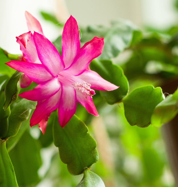 Christmas Cactus Flower Seeds for Planting – Heirloom, Non-GMO, High Germination Organic Garden Seeds