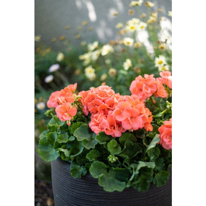 Salmon Pelargonium Peltatum Flower Seeds for Planting – Heirloom, Non-GMO, High Germination Organic Garden Seeds, Wildflower Mix