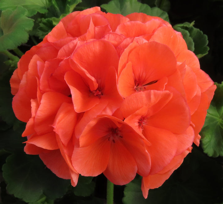 Salmon Pelargonium Peltatum Flower Seeds for Planting – Heirloom, Non-GMO, High Germination Organic Garden Seeds, Wildflower Mix
