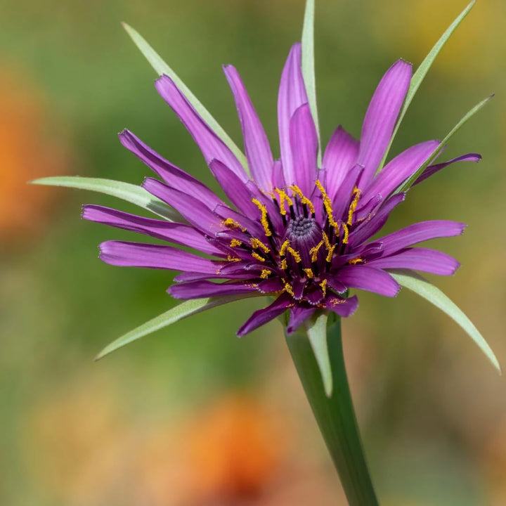 Salsify Edible Flower Seeds for Planting - Heirloom, Non-GMO, High Germination Organic Garden Seeds