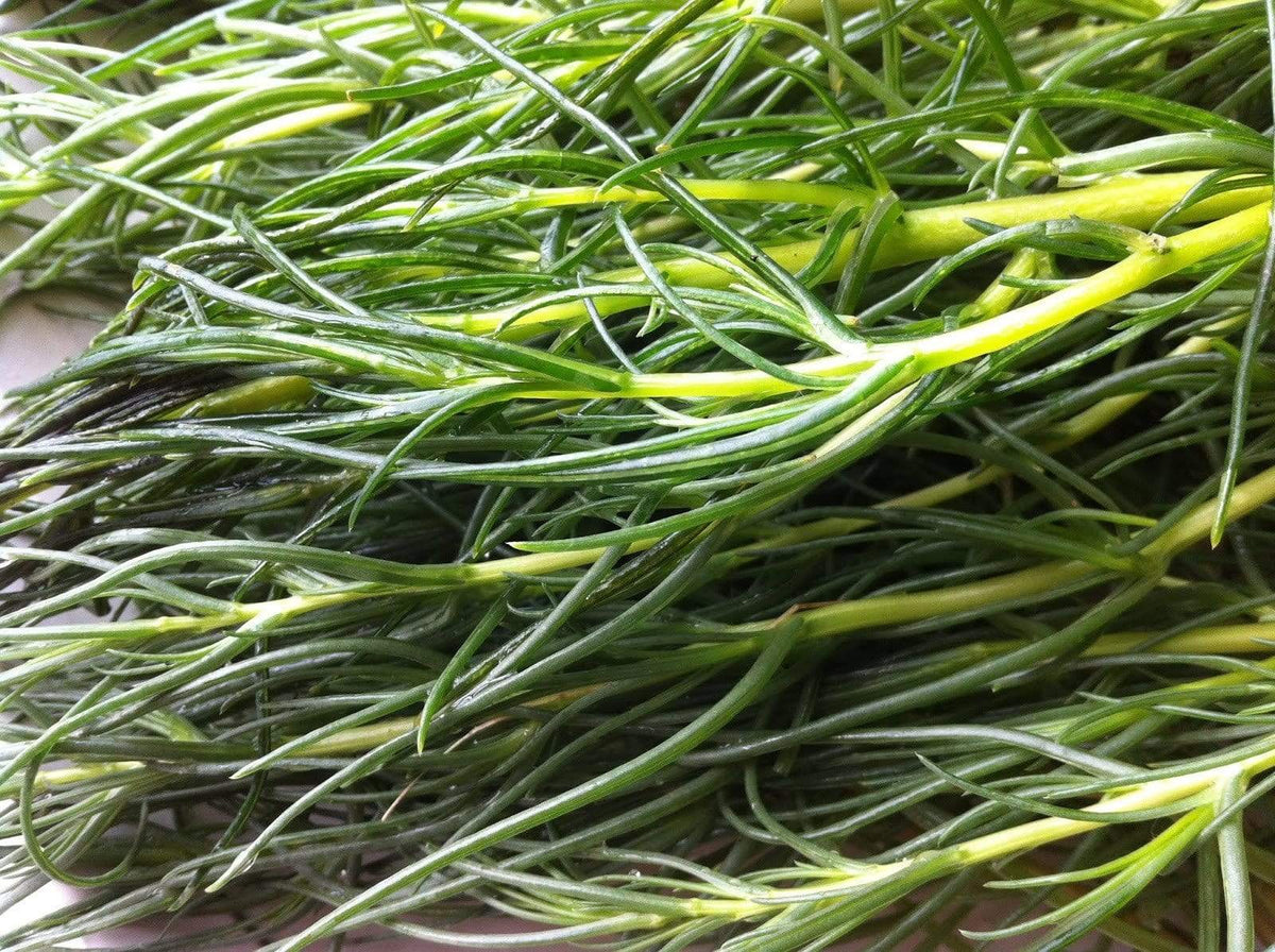 Saltwort Herb Seeds for Planting – Heirloom, Non-GMO, Edible Garden Herb for Culinary Use
