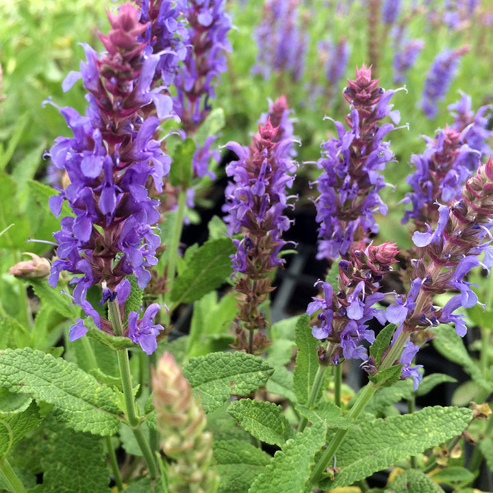 Flower Seeds, Seeds,Seeds For Planting,Plant Seeds