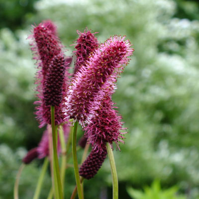 Sanguisorba Flower Seeds for Planting – Heirloom, Non-GMO, High Germination Seeds