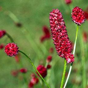 Red Sanguisorba Officinalis Herb Seeds for Planting – Heirloom, Non-GMO, Organic Garden Seeds with High Germination