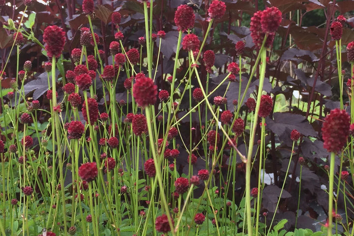 Red Sanguisorba Officinalis Herb Seeds for Planting – Heirloom, Non-GMO, Organic Garden Seeds with High Germination
