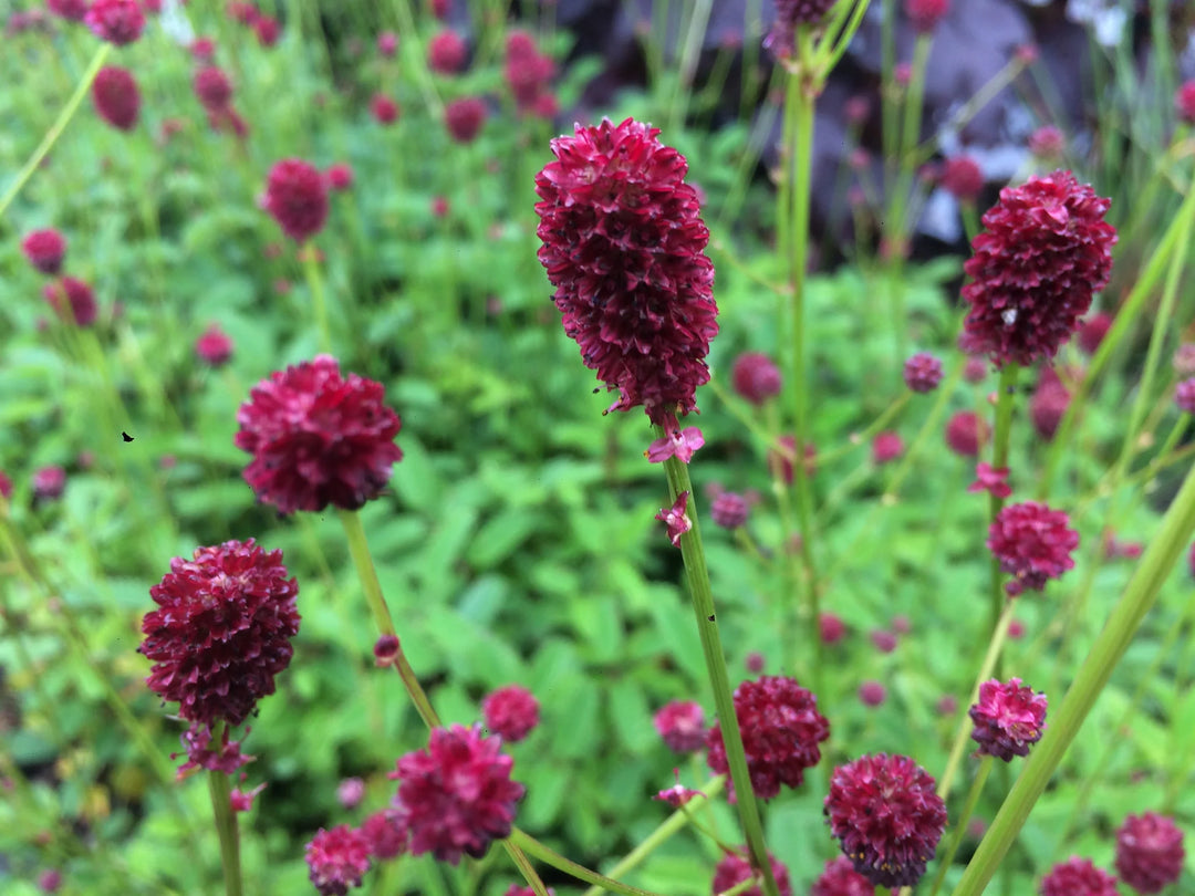 Red Sanguisorba Officinalis Herb Seeds for Planting – Heirloom, Non-GMO, Organic Garden Seeds with High Germination