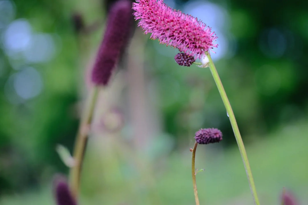 Menzies Burnet Flower Seeds for Planting – Heirloom, Non-GMO, High Germination Organic Garden Seeds