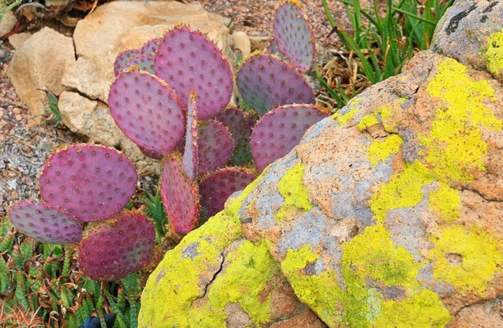 Pink Opuntia Chlorotica Flower Seeds for Planting – Heirloom, Non-GMO, High Germination Wildflower Mix