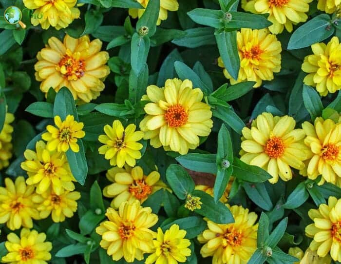 Sanvitalia Procumbens Flower Seeds for Planting – Heirloom, Non-GMO, High Germination Organic Garden Seeds