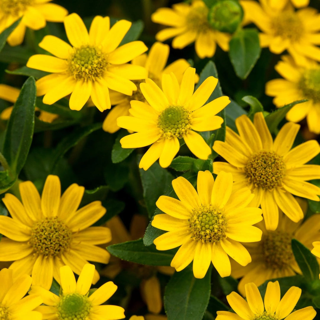 Sanvitalia Procumbens Flower Seeds for Planting – Heirloom, Non-GMO, High Germination Organic Garden Seeds