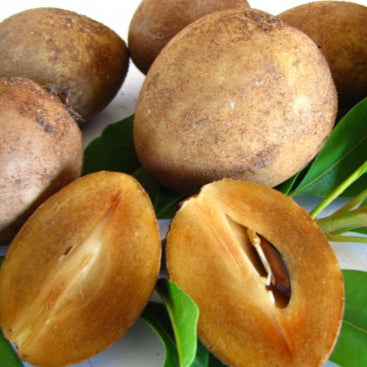 Manilkara Zapota fruit seeds for planting - Heirloom & Non-GMO garden seeds, tropical sapodilla tree variety