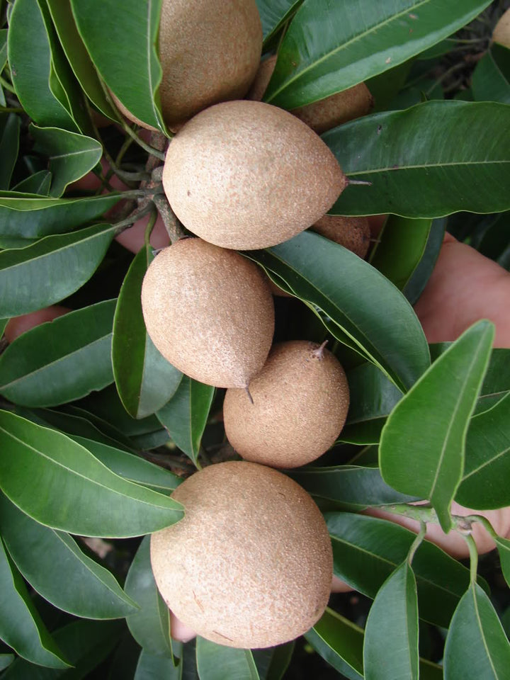 Sapodilla Fruit seeds for planting – Heirloom & Non-GMO Garden seeds