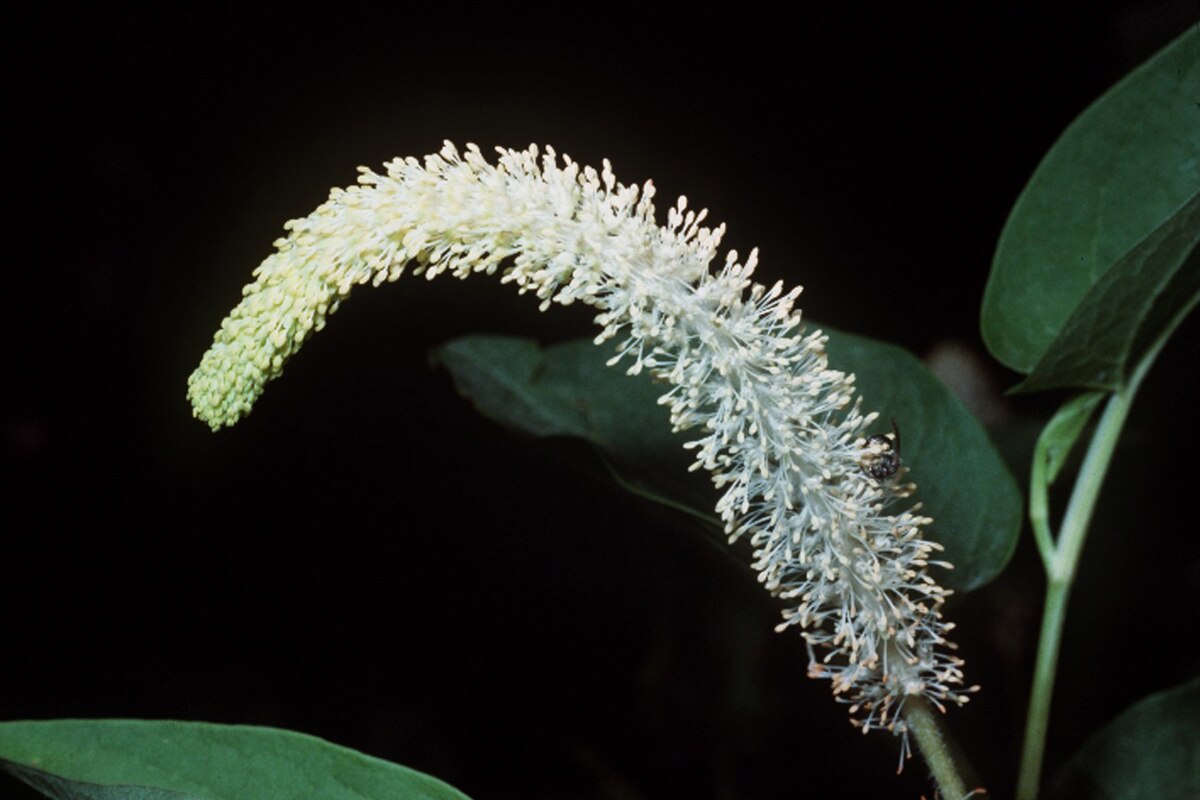 Lizard’s Tail (Saururus cernuus) Flower Seeds – Heirloom Non-GMO Variety for Home Garden Planting